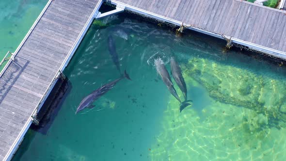 Marine enclosure keeping dolphins captive as a tourist attraction, Caribbean alt