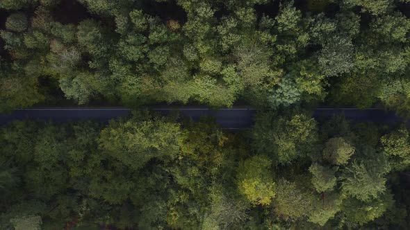 Having a ride through a green forest. Beautiful aerial top down view at a straight road, leading thr alt