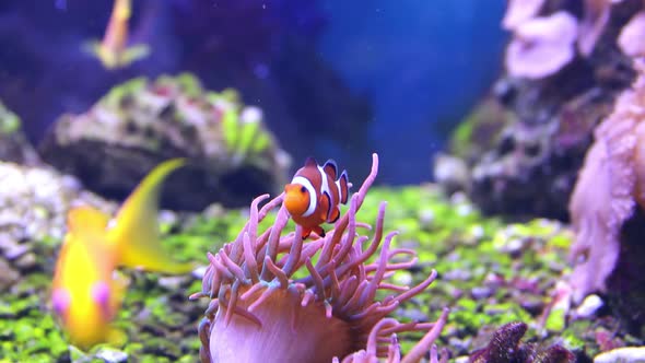 Reef fish Amphiprion swims next to anthozoa.