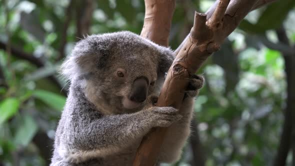 koala, sitting in a tree, facing the camera at blackbutt nature reserve alt
