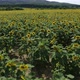 Drone Video of Sunflower Field - VideoHive Item for Sale