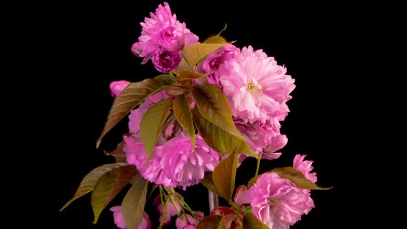 Cherry Blossom. Time Lapse of Beautiful Opening Pink Sakura Flowers Bunch. alt