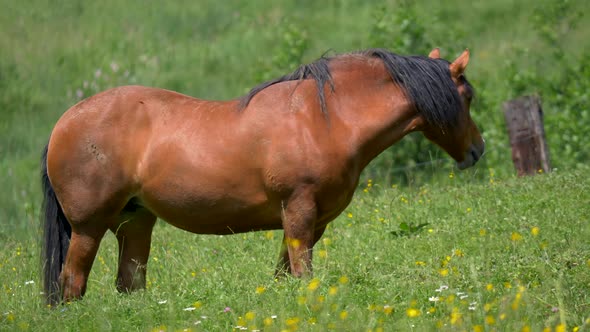 Portrait slow motion of adult stallion brown horse Pasturing On Fenced Meadow alt