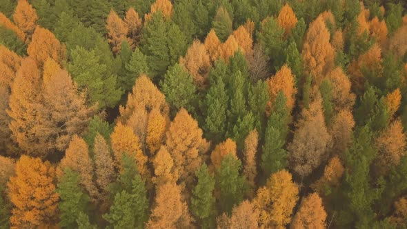 Aerial Footage of Colorful Forest in Autumn Season. Yellow and Green Trees