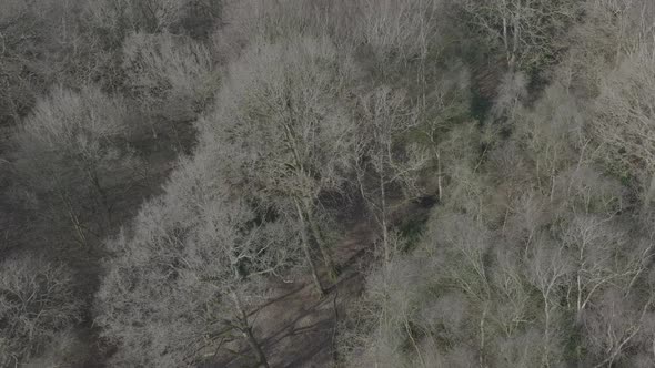 Ancient Woodland Winter Trees Canopy, Aerial View, Deciduous Forest, No Leaves, UK
