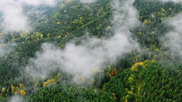 Aerial Drone Footage: flying above Green anf Yellow Autumnt Forest with Spruces and Pines