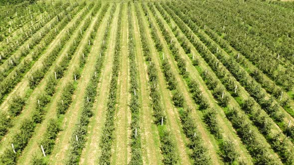 Aerial View of The Apple Plantation. the Cultivation of Apples alt