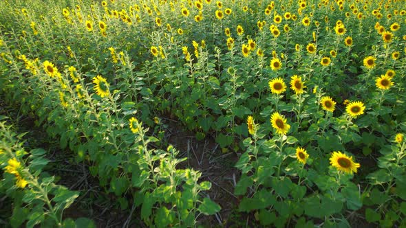 4K Beautiful aerial view of sunflowers, sunflowers blooming in the wind alt