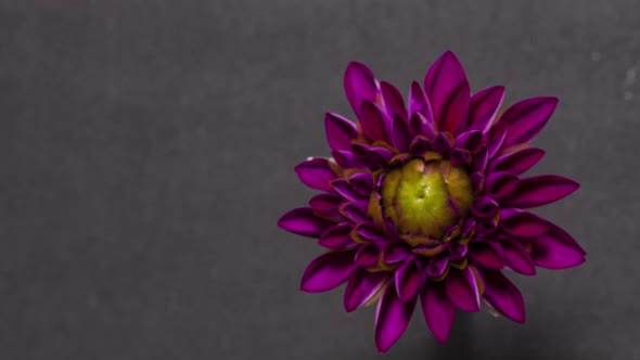 Timelapse of Dahlia Blooming on Black Background Close Up alt