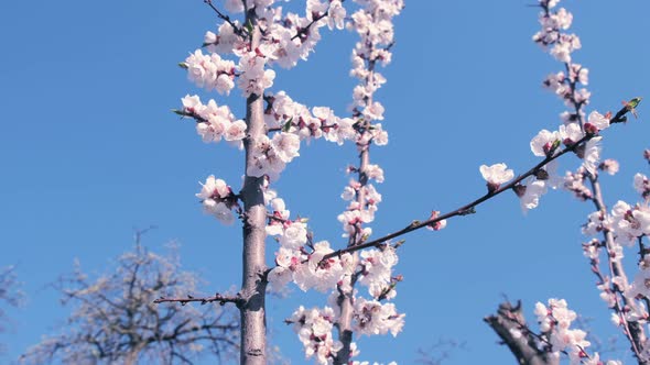 Apricot tree by spring