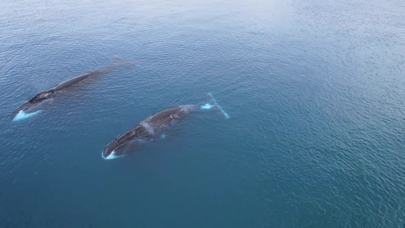 Bowhead Whale Family Swimming Together in Calm Blue Ocean Water Aerial View of a Pod of Bowhead alt