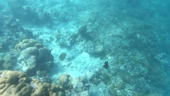 Coral Reef and Tropic Fishes alt