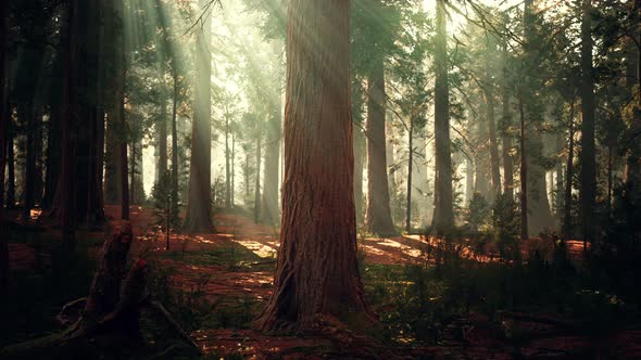 Giant Sequoias in the Giant Forest Grove in the Sequoia National Park alt