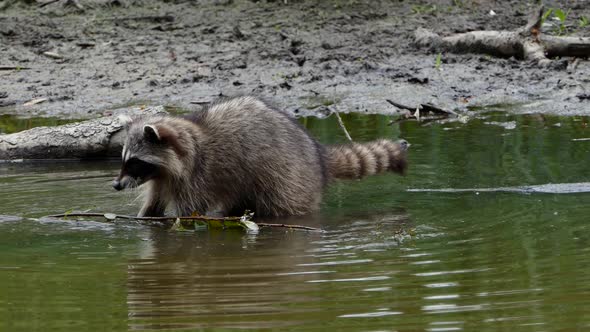 Raccoon at Forest Lake - 03 - 4K