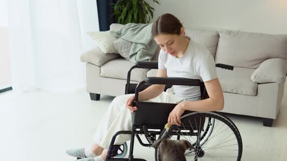 Portrait of Sick Young Woman in Wheelchair Playing with Amstaff in Home alt