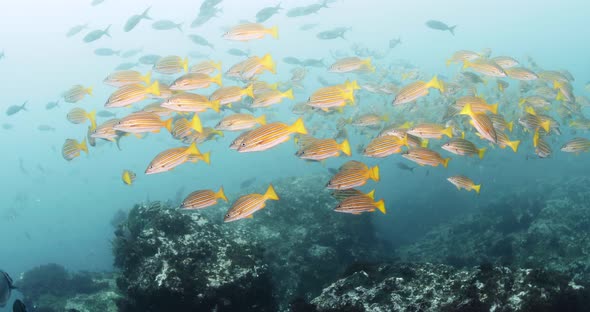 Huge school of yellow fish in Galapagos Islands circling a large coral head alt