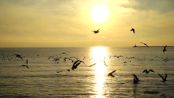 Seagulls Over Sea alt