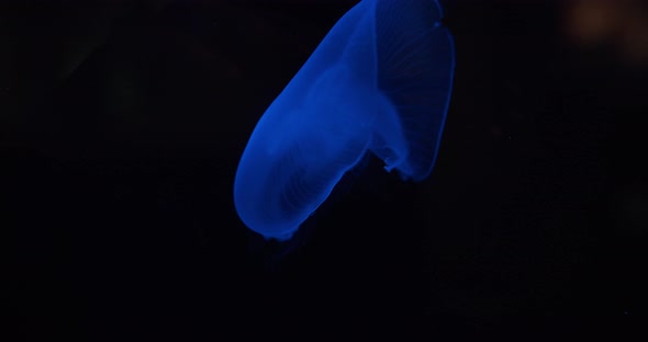 Vivid Blue Moon Jellyfish Swimming In Aquarium alt