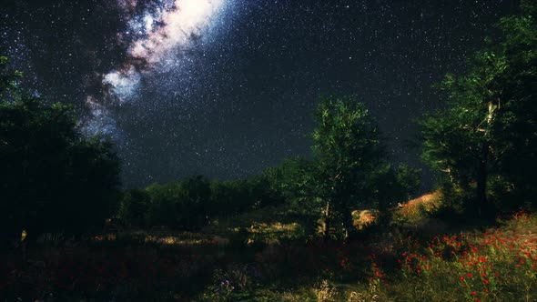 Green Trees Woods In Park Under Night Starry Sky alt