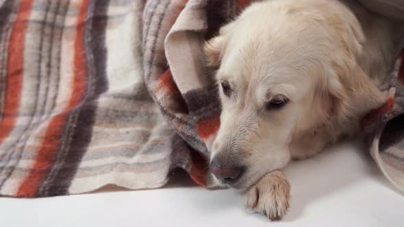 Loved Pets at Home - The Big Kind Dog Rests in the Fall or in the Cold Winter Under a Rug
