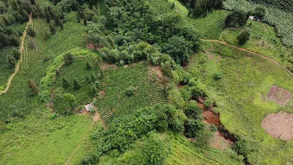 Aerial View Around Forests and Jungles in Asia Trees and Rice Fields Among Mountains