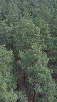 Vertical Video of Pine Forest Aerial View Slow Motion alt