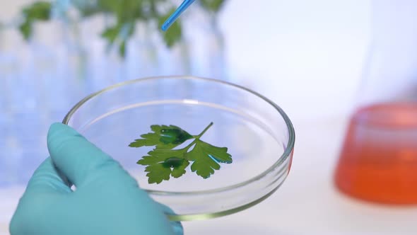 Professional Scientist Wearing Protective Mask Working with Herb Samples in His Laboratory alt