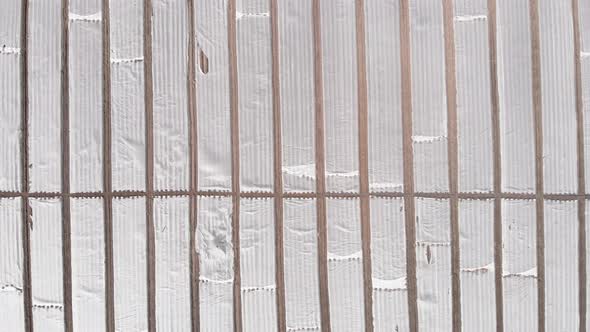 Mulching of agriculture plantation. Plantation of agricultural fields under polyethylene film alt