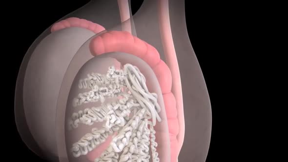 Male reproductive system alt