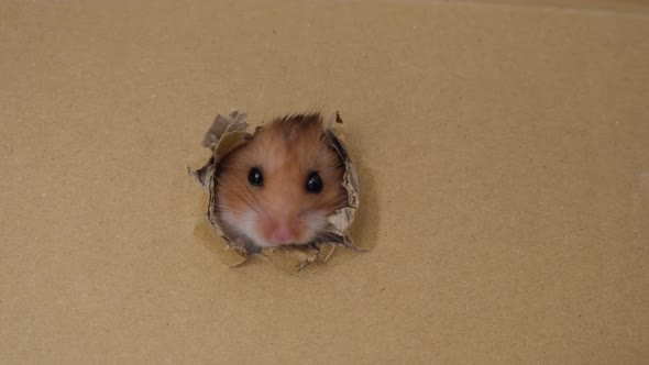 Cute Hamster Peeking Out Holes in a Cardboard Box