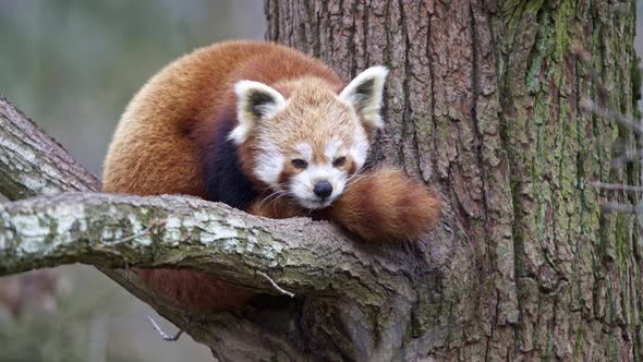 Red panda (Ailurus fulgens) on the tree. Cute panda bear in forest habitat.