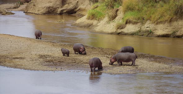 Hippos on a spit of land alt