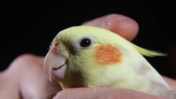 Parrot in the hands of a man, a yellow bird alt