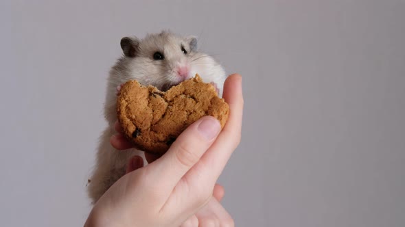 Cute Hamster Sits in the Child's Arms and Eats Cookies