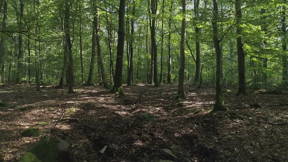 Flying in Forest in Sweden