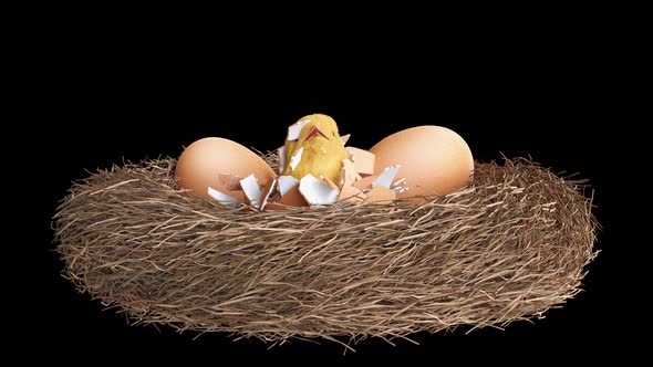 The chicken is born from egg in nest.