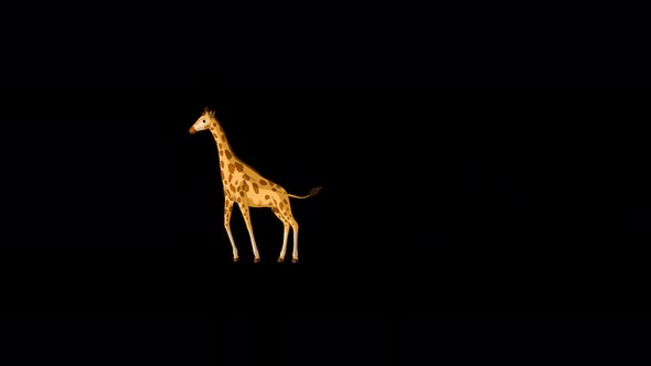 Big giraffe runs and stops alpha matte extreme long shot 4K