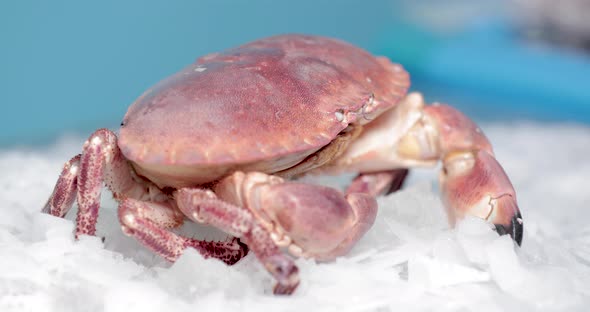 Red Crab Crawls On Top Of The Ice With Blue Background