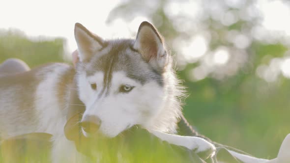 Beautiful Young Woman Playing with Funny Husky Dog Outdoors in Park alt