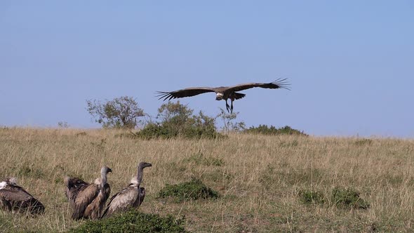 African White Backed Vulture, gyps africanus, Ruppell's Vulture, gyps rueppelli alt