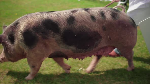 Gloucestershire Old Spots, A Rare English Breed Of Pig - Farm Animal Contest Entry And Showdown Duri alt