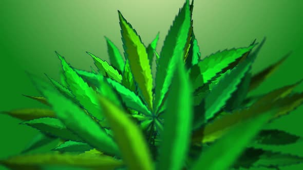Cannabis Marijuana Reveals 4 In 1