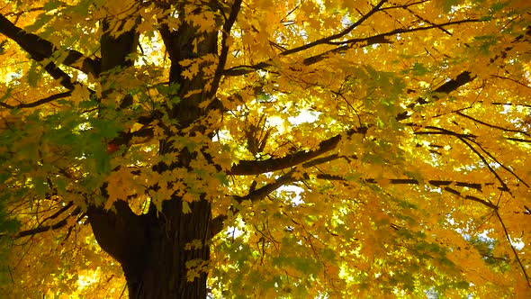 Large Tree With Colorful Leaves in the Fall