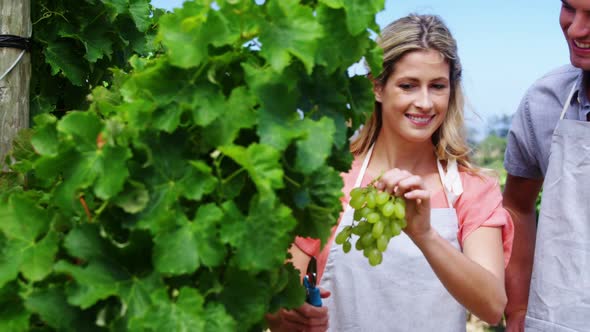 Happy couple harvesting grapes in vineyard alt