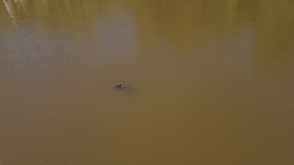 Crocodile Floating in Muddy River