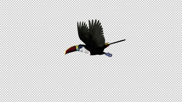Toucan - I - White Throated - Flying Loop - Screen Circle