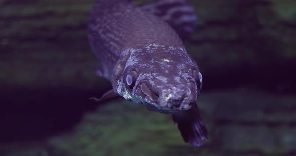 Fish Longnose Gar Lepisosteus Osseus Also Known As Longnose Garpike alt