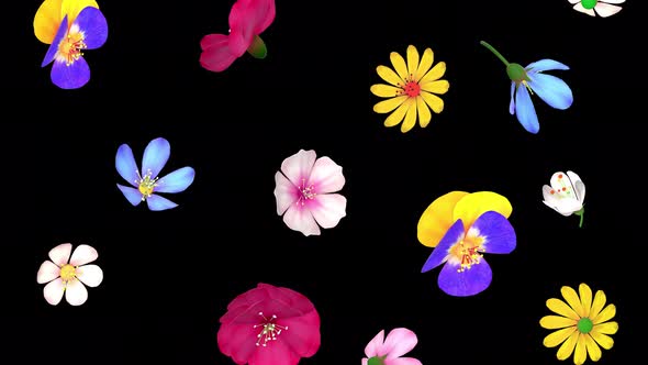 Falling Colorful Spring Flowers Loop Isolated On Transparent Background