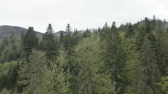 Ukraine, Carpathians: Forest Landscape. Aerial View. Flat, Gray alt