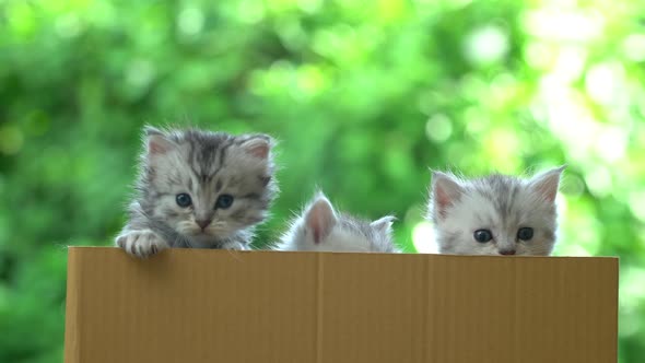 Four Persian Kittens Playing In A Box alt